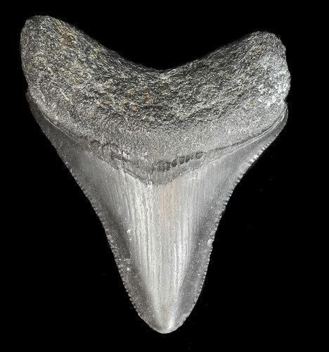 Bargain, Juvenile Megalodon Tooth - Georgia #43043
